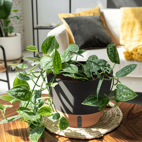 Montresor set of three sizes fits herbs, pothos, and fiddle leaf figs.