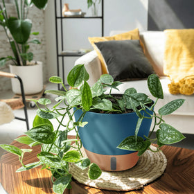 Montresor kitchen counter basil pot supports fresh herbs with self-watering ease.