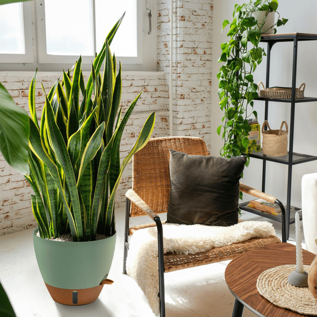 Montresor minimalist planter design in neutral tones enhancing any room