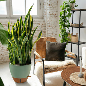 Montresor minimalist planter design in neutral tones enhancing any room