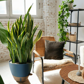 Montresor spacious reservoir pot provides lasting moisture for 1-2 weeks.