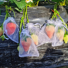 Moonoom fruit protection bags guard grapes from birds and insects