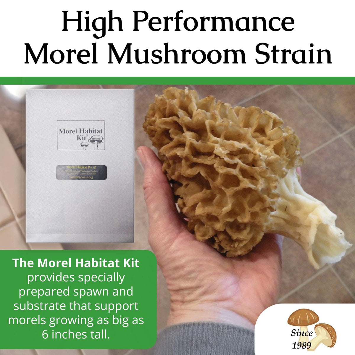 MOREL HABIT KIT fresh morels after harvest encourage gourmet cooking at home