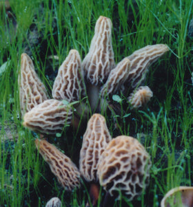 MOREL HABIT KIT ready to grow shows starter setup for your first harvest