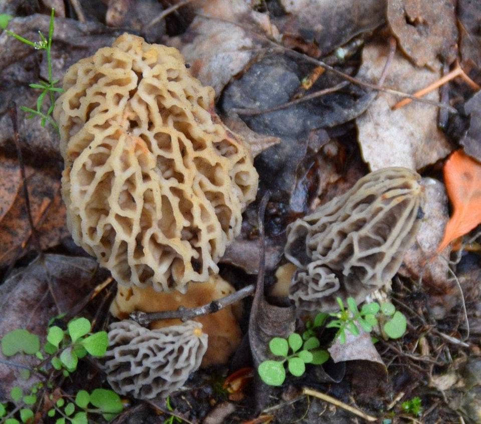 MOREL HABITAT KIT spawn and substrate ready for backyard cultivation of fresh morels
