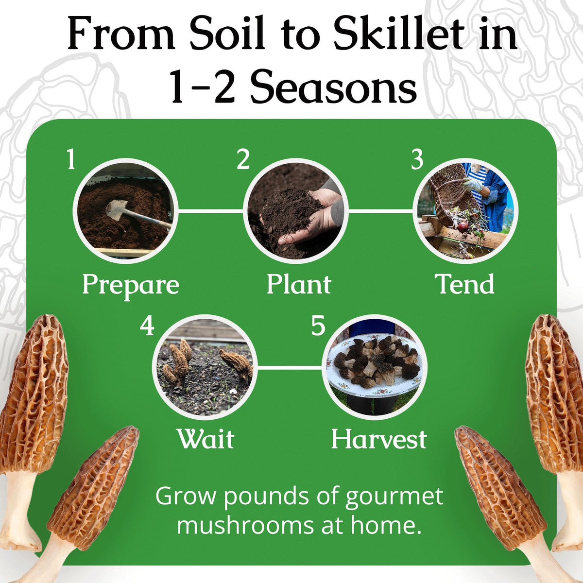 MOREL HABITAT KIT sterilized substrate ensures clean, reliable growing conditions