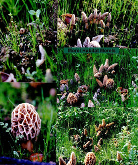 MOREL HABITAT KIT made in the USA label emphasizes quality and local support