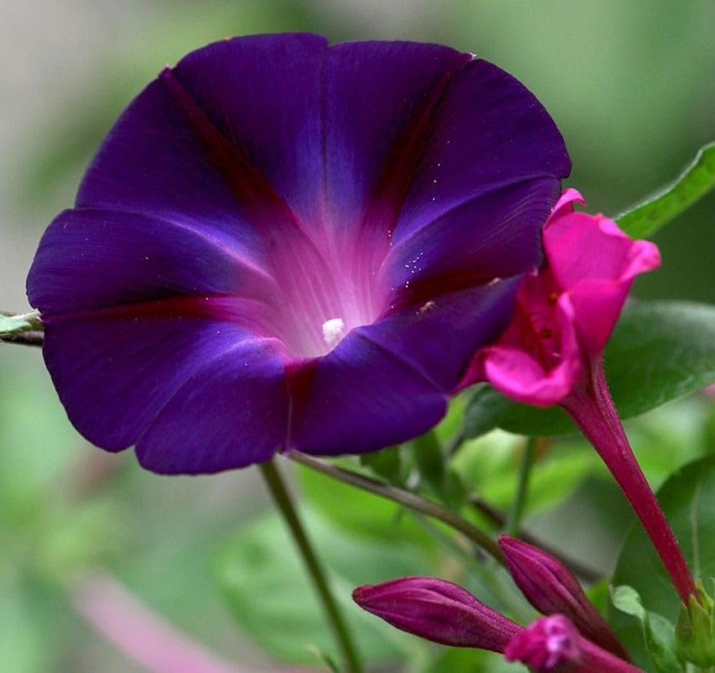 Morning glory vine close-up on trellis brightening outdoor spaces with Seeds Of Strength blooms.