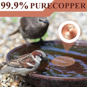 MorningRo four-piece set displayed for outdoor birdbath maintenance