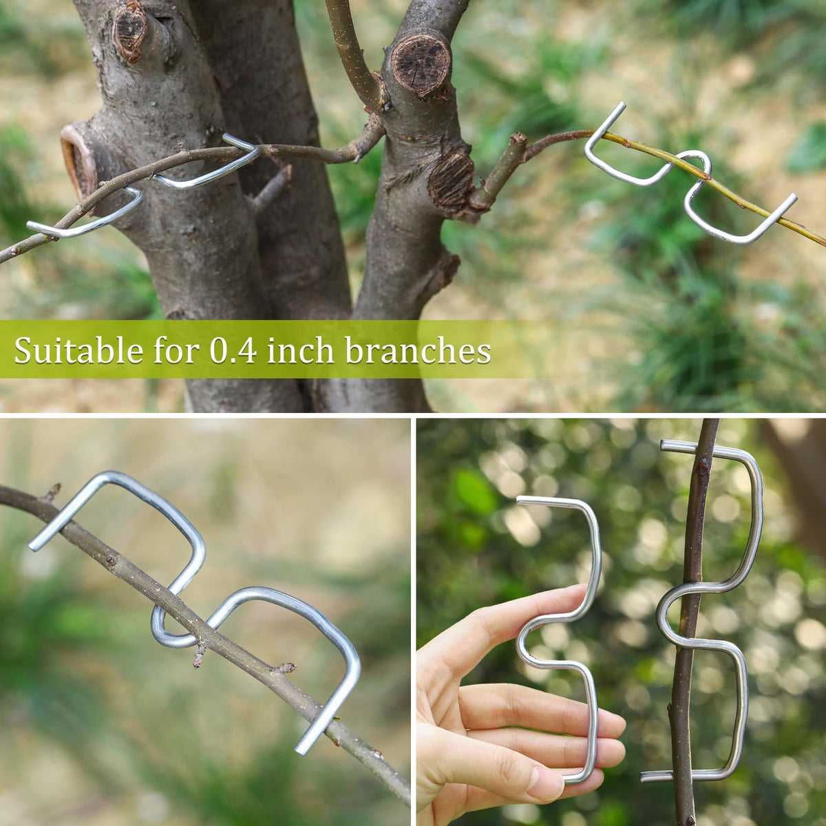 MorningRo fruit-tree shaping kit for disciplined growth indoors and outdoors.