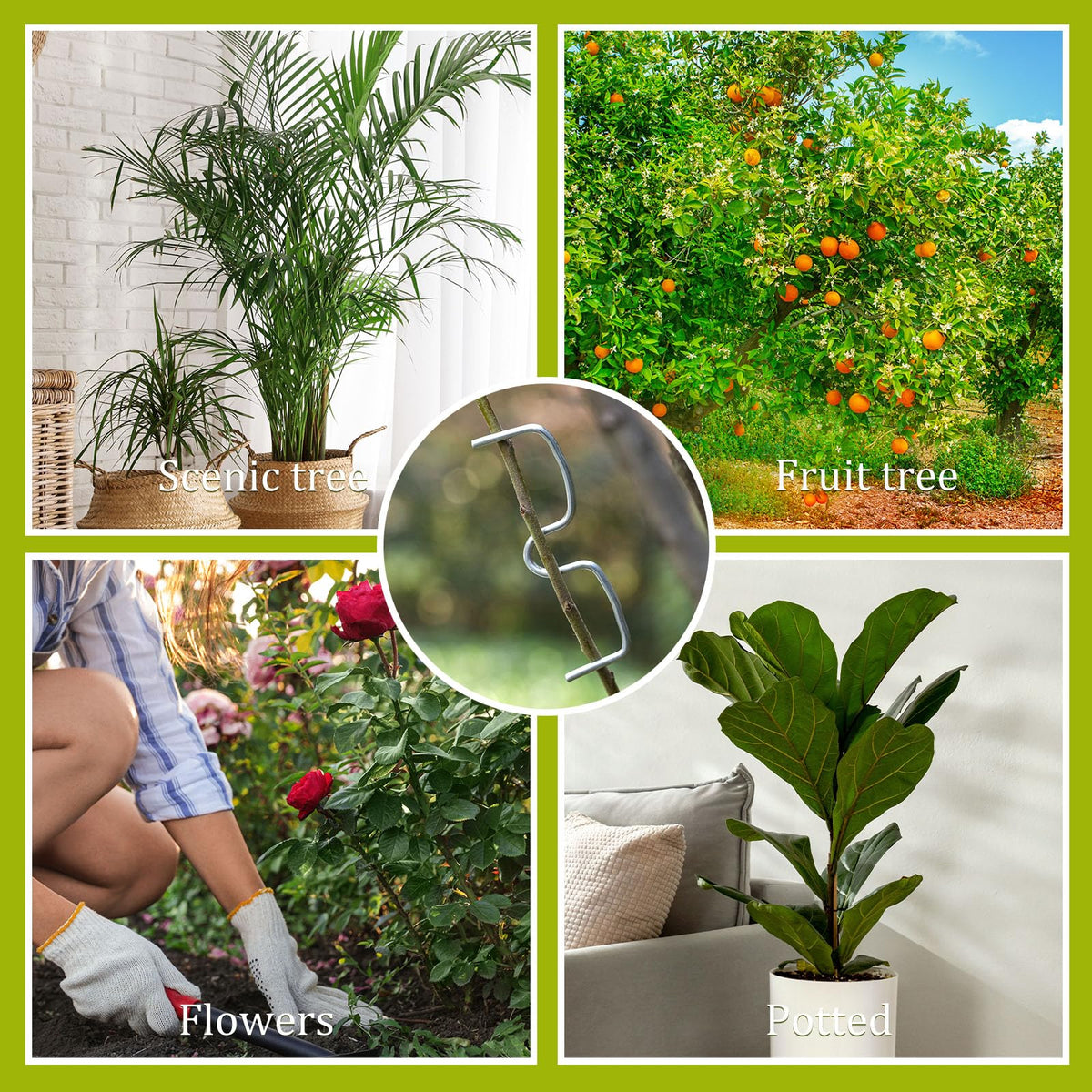 MorningRo indoor outdoor use pullers streamline pruning and training across plants.