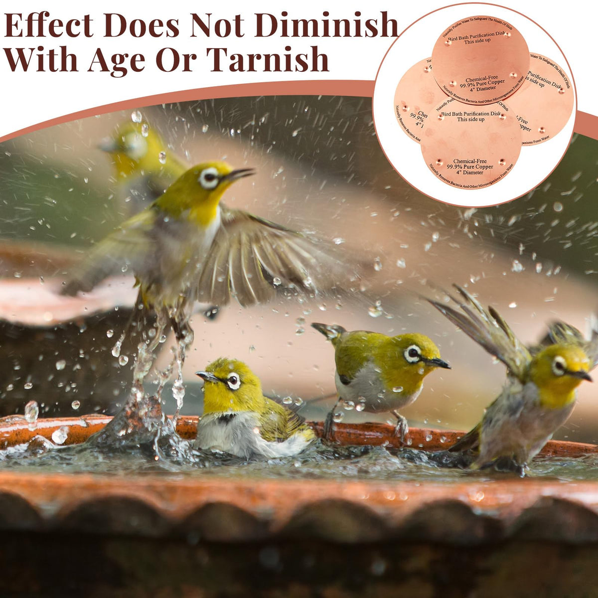 MorningRo copper disk for year-round outdoor use in bird baths