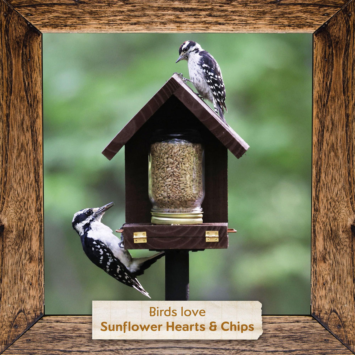 Morning Song backyard bird feeding setup suited for tube, hopper or platform feeders