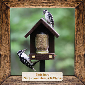 Morning Song backyard bird feeding setup suited for tube, hopper or platform feeders
