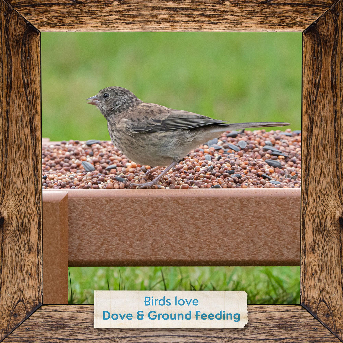 Morning Song open-space feeding scene supports ground-feeding birds.
