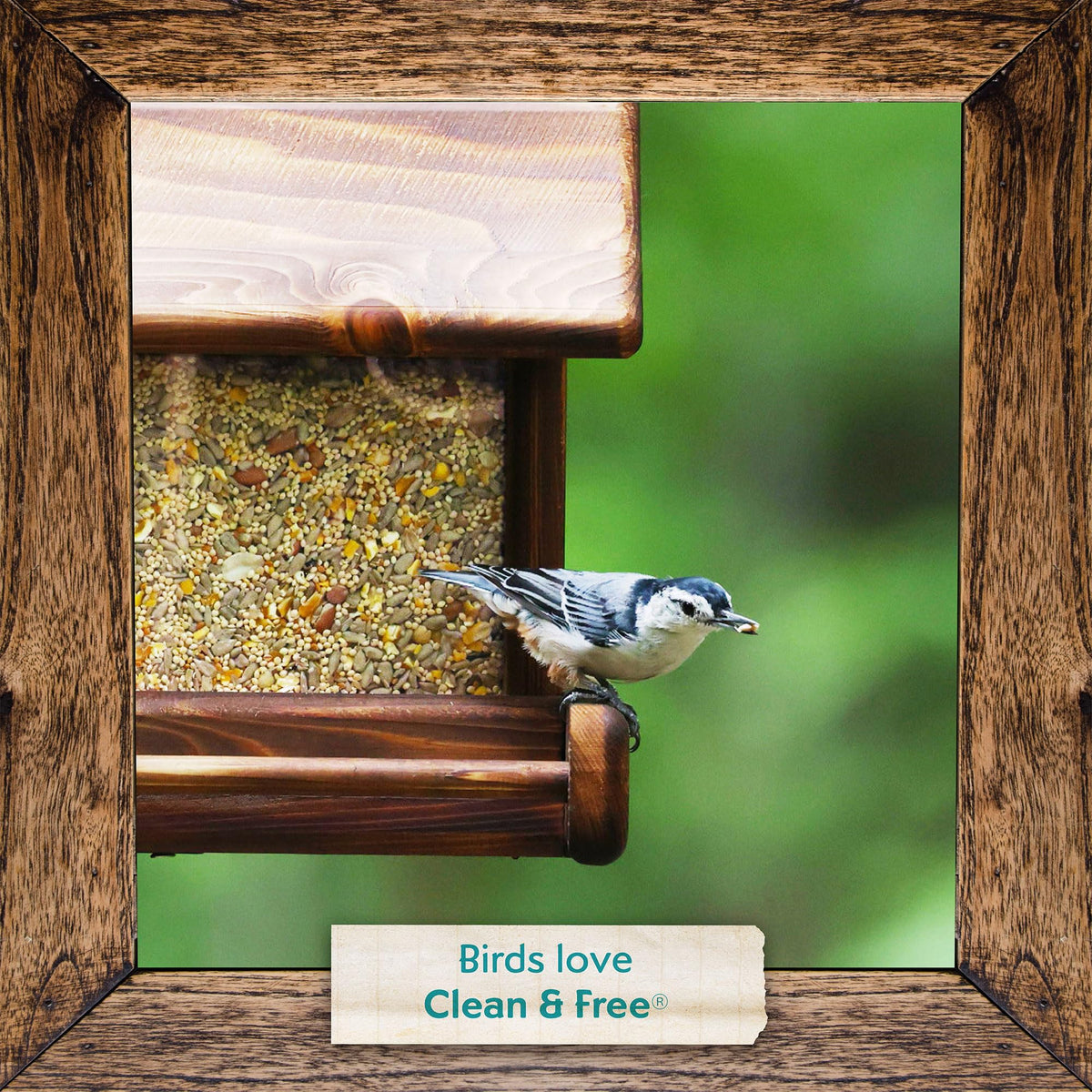 Backyard birds such as finches and chickadees drawn to Morning Song blend.