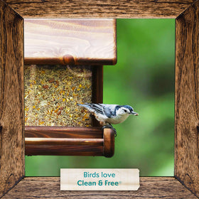 Backyard birds such as finches and chickadees drawn to Morning Song blend.