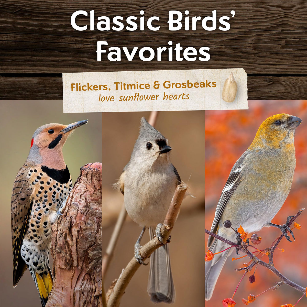 Morning Song wide-bird attraction image showcasing backyard birds flocking to seed