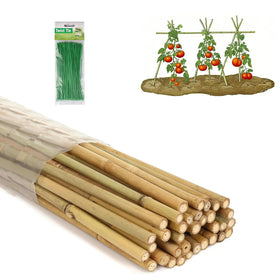 Moromyse 4ft bamboo stake close-up shows sturdy, natural support for climbing plants.