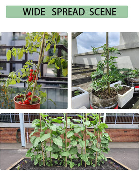 Moromyse garden-ready stake setup with tomatoes demonstrates sturdy support and organized beds.