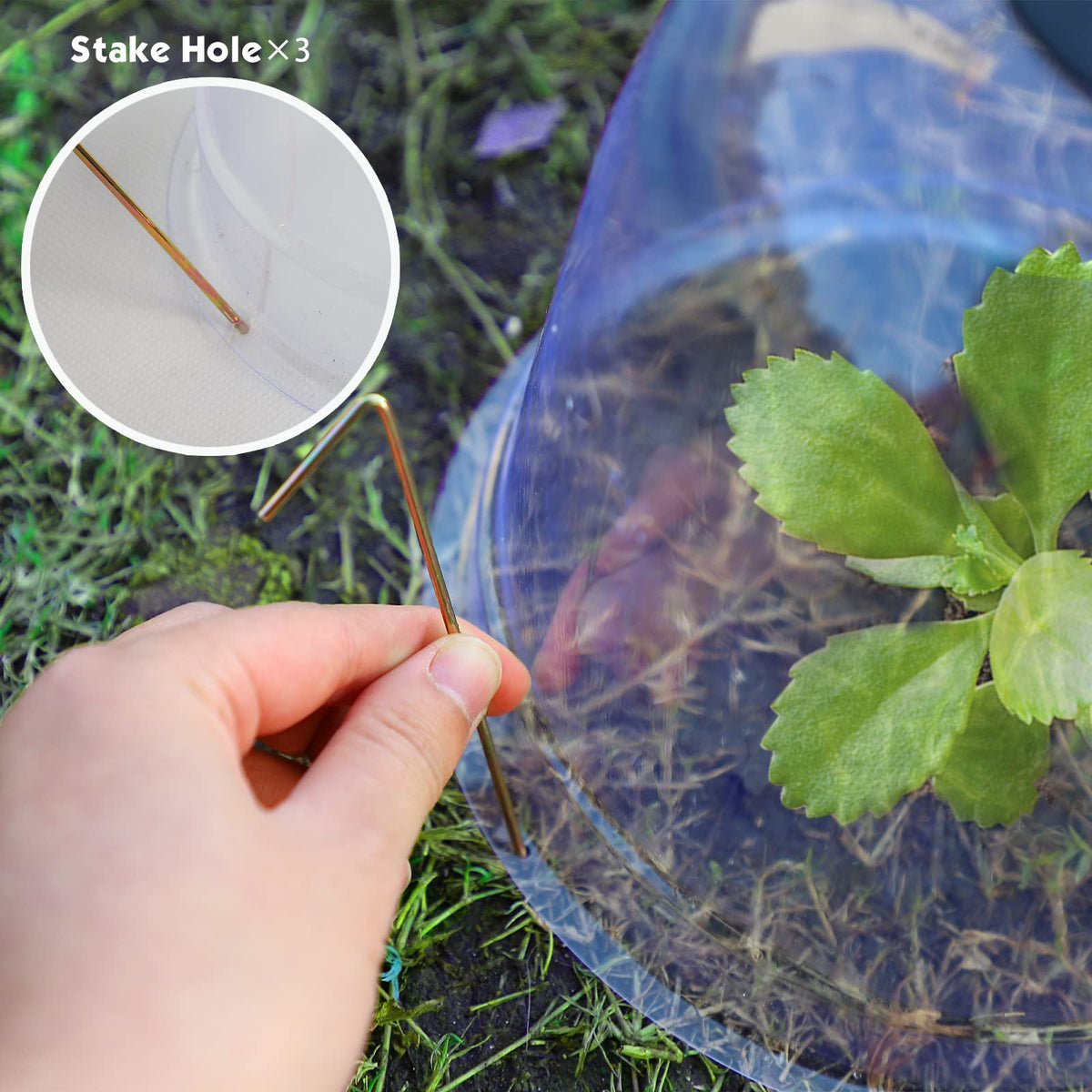 MorTime clear plastic cloche for maximum light exposure