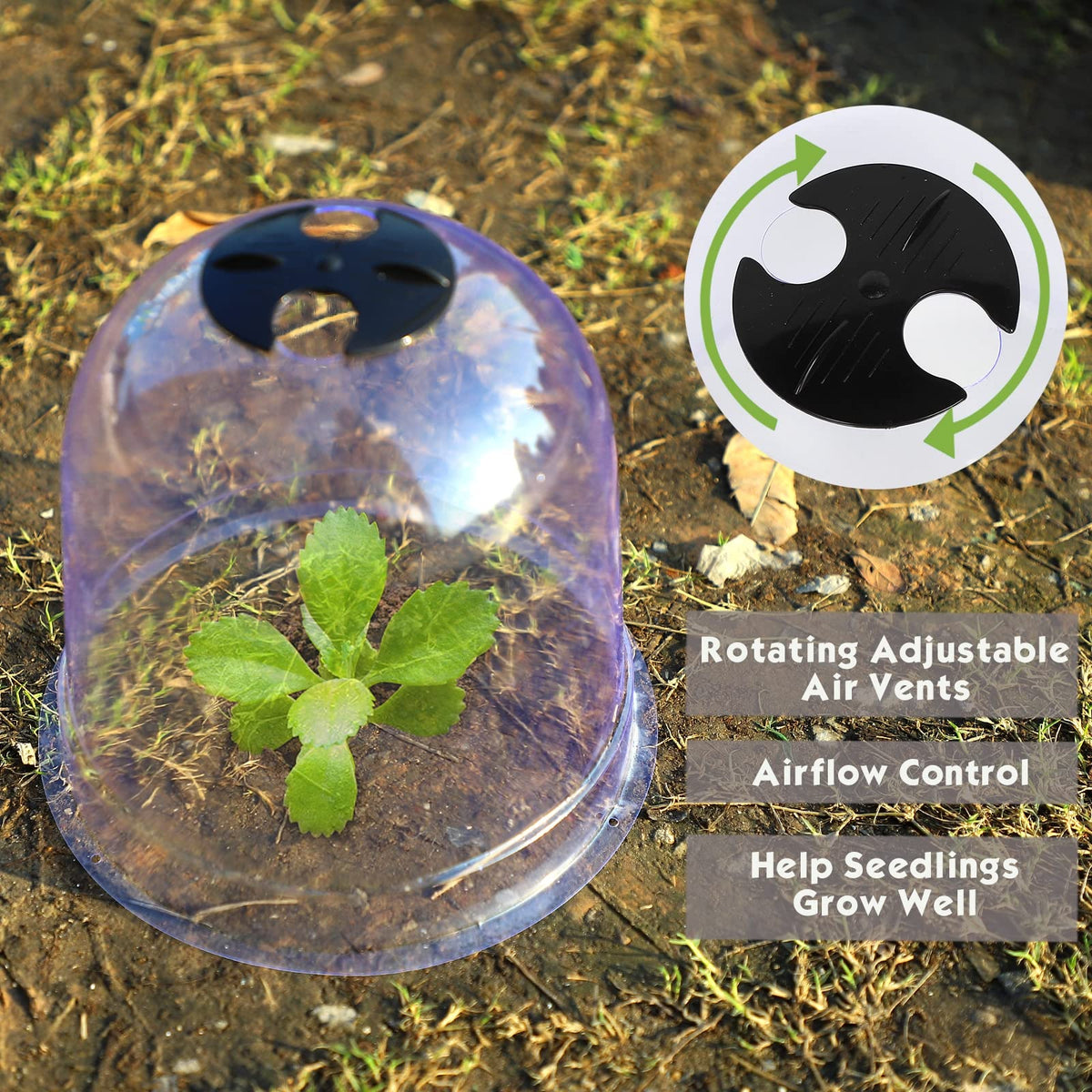 MorTime cloche dome with vented top two holes for temperature control