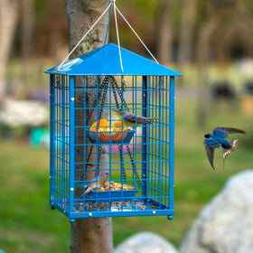 Mosloly Bluebird Feeder large 13 by 13 inch frame for outdoors.