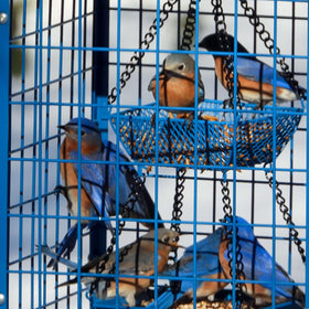 Mosloly Bluebird Feeder features a squirrel-proof entry and protection.