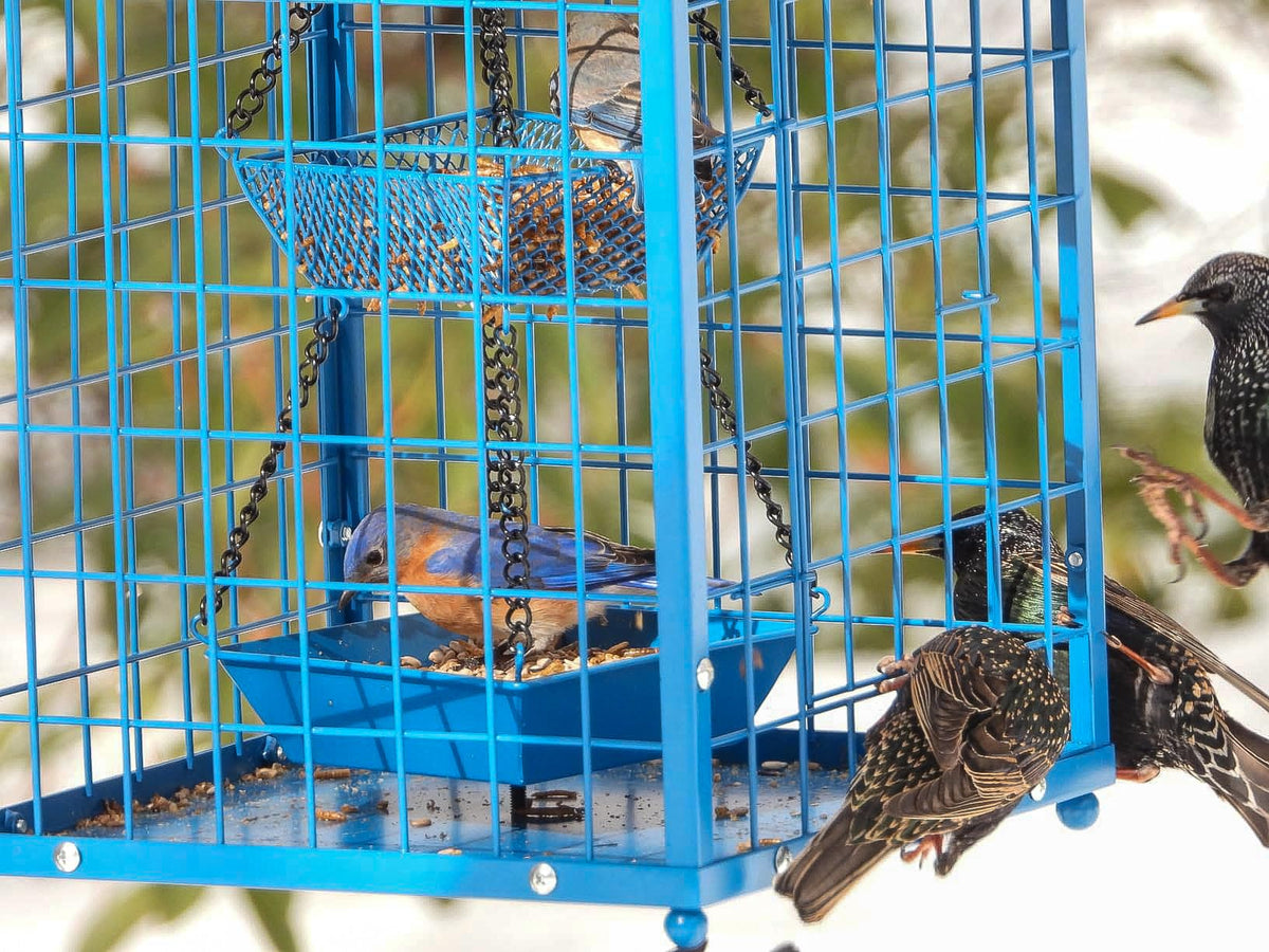 Mosloly Weatherproof roof keeps seeds dry during rain and snow.