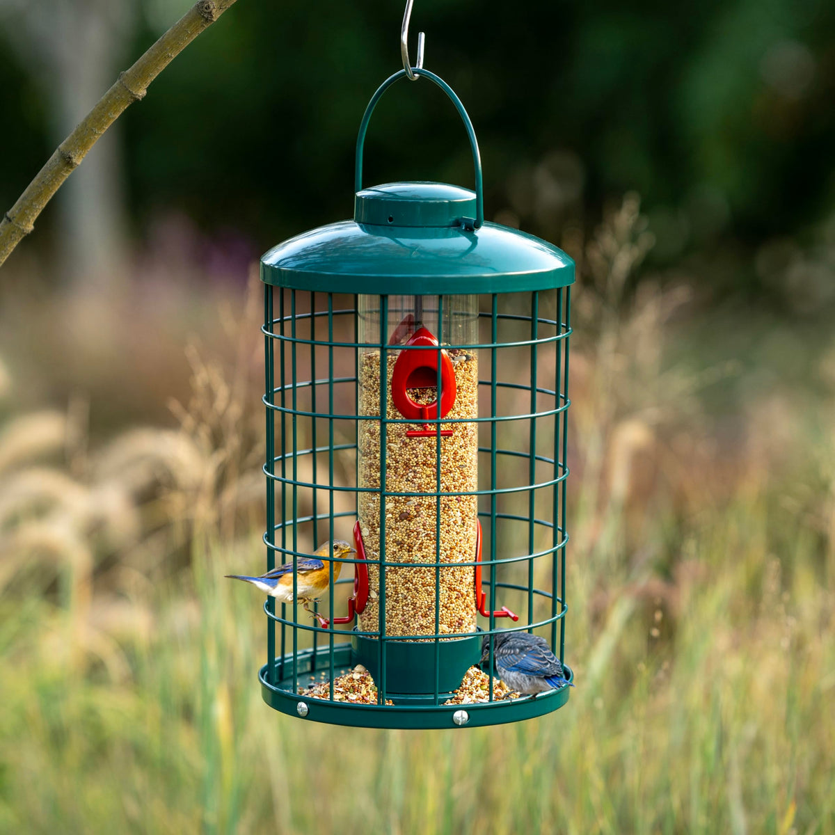 Mosloly caged bird feeder 3lb capacity for longer outdoor feeding
