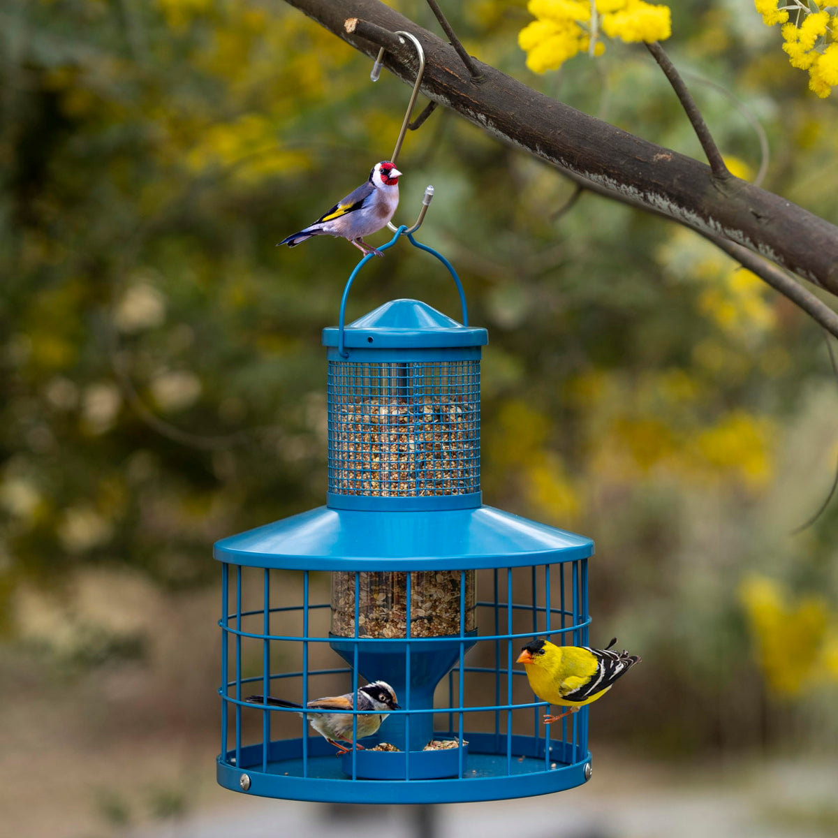 Mosloly caged bird feeder blue clear tube makes seed level easy to monitor