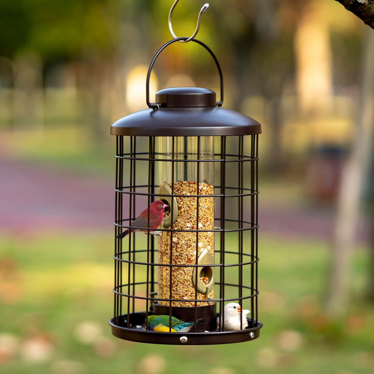 Mosloly clear-tube design highlights seed visibility and easy monitoring for birds.