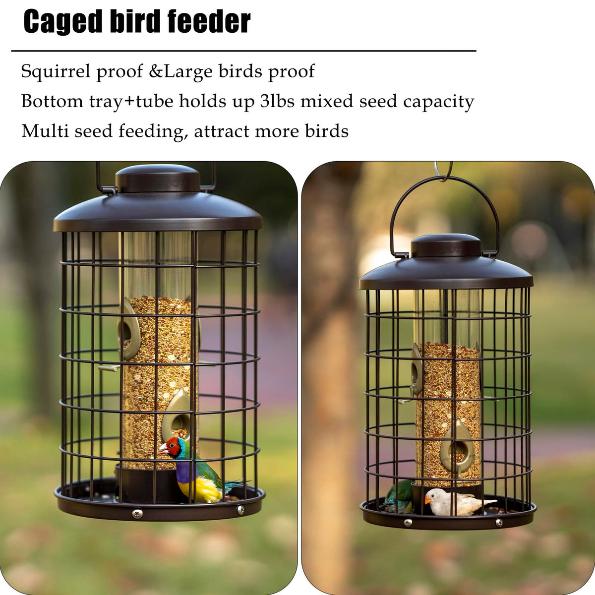 Mosloly four-port layout supports multiple birds feeding simultaneously while reducing waste.