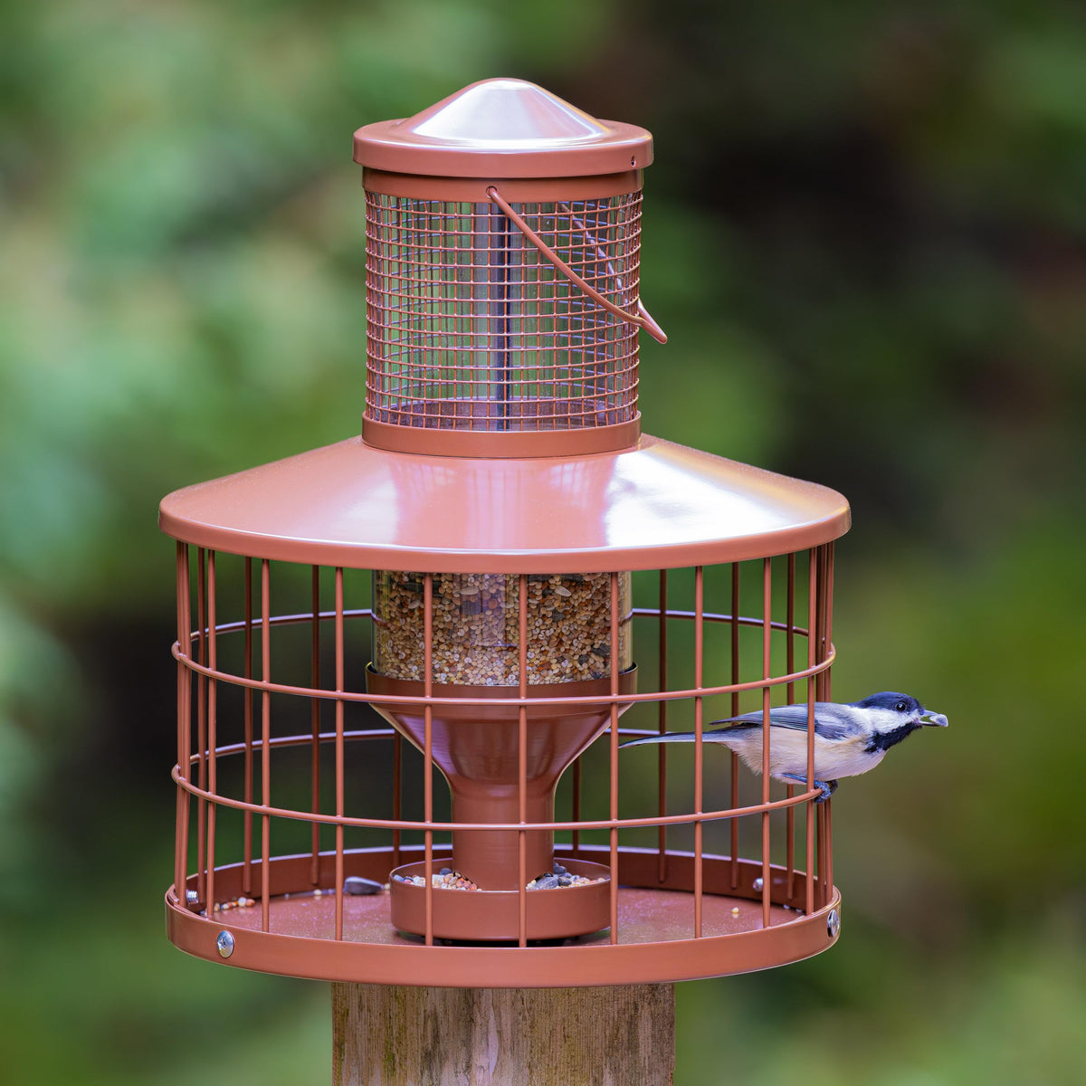 Mosloly squirrel-proof feeder cage front view, protects seed from larger pests.