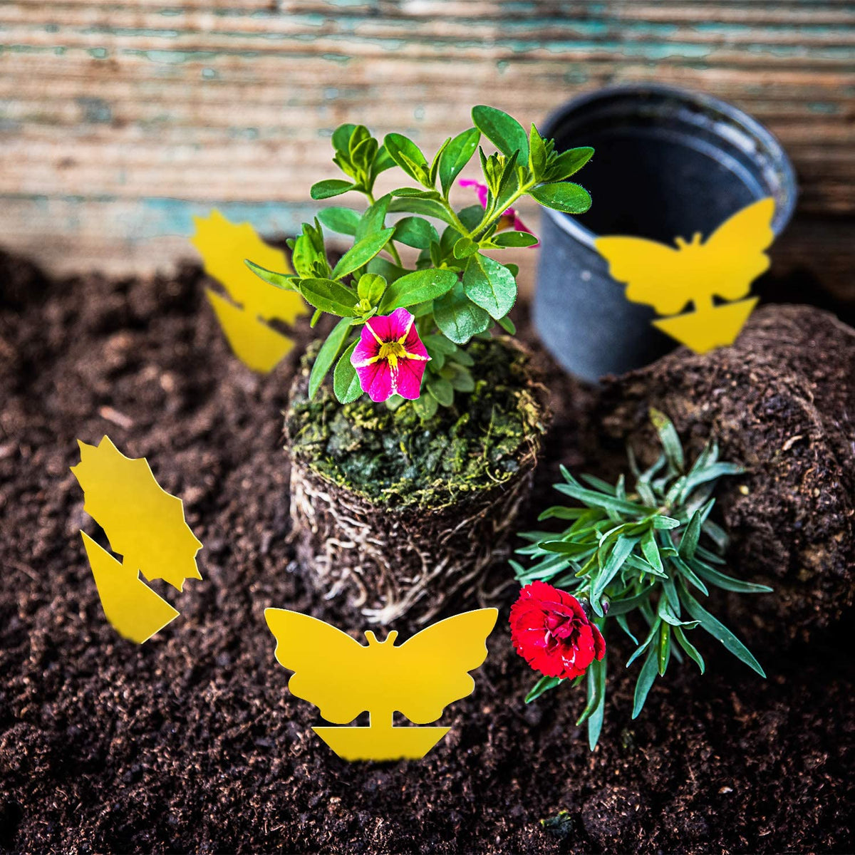 Mosqueda tree-shaped trap catches pests on houseplants and in gardens.