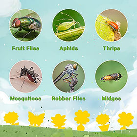 Mosqueda adhesive trap with bright yellow glue for flying pests.