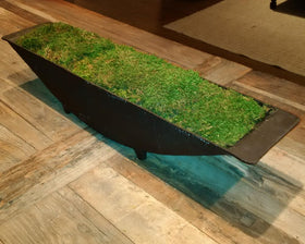 Decorative moss used in dish gardens and centerpieces