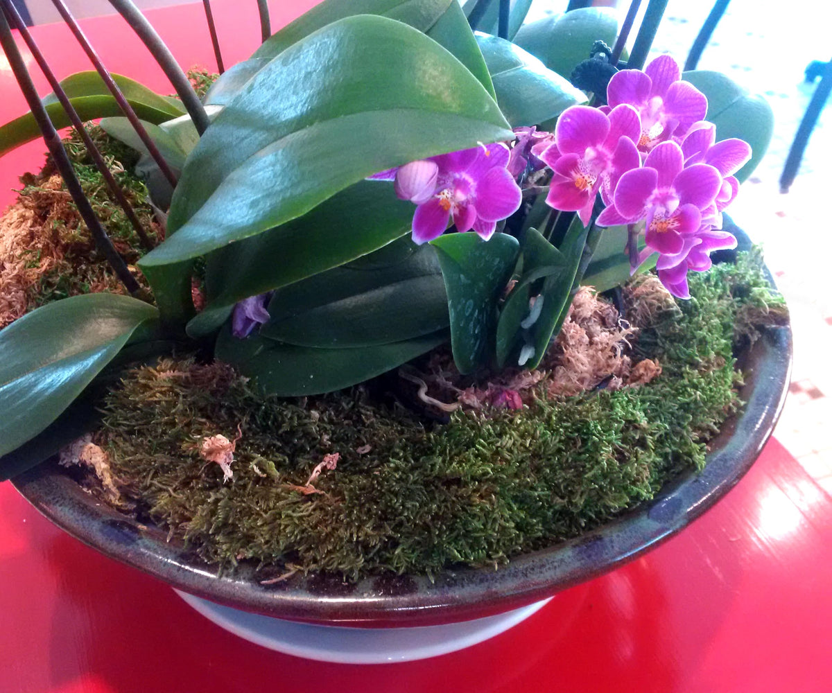 Craft moss used in wreaths and dioramas by Mosser Lee for authentic texture