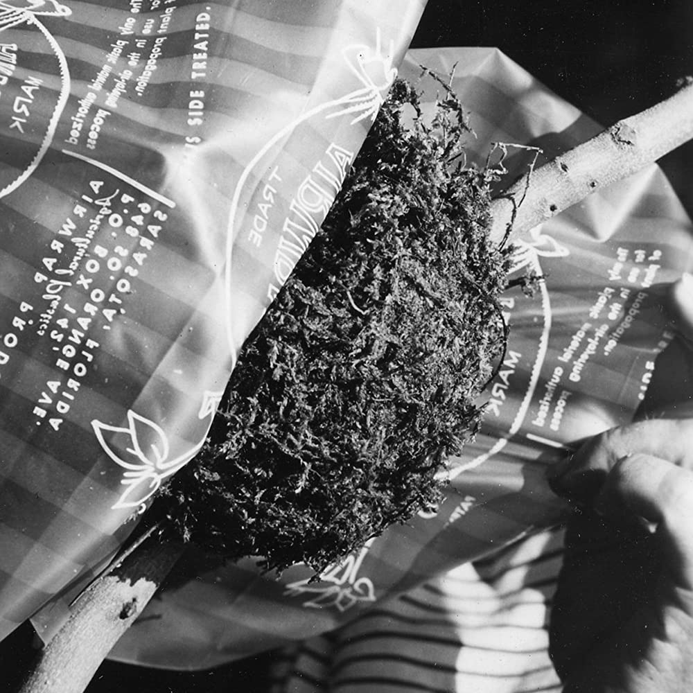 Mosser Lee ML0300 rooting powder supports root formation in airlayers.