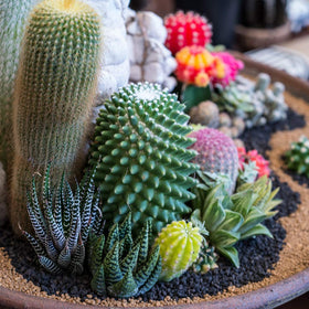 Succulents with Mosser Lee ML1112 black sand soil cover for contrast
