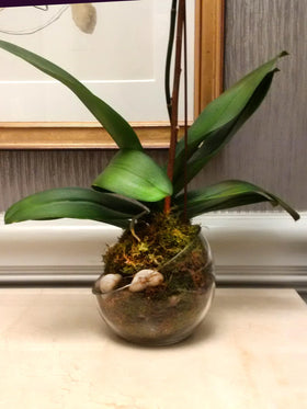 Moss provides moisture retention for indoor plant displays