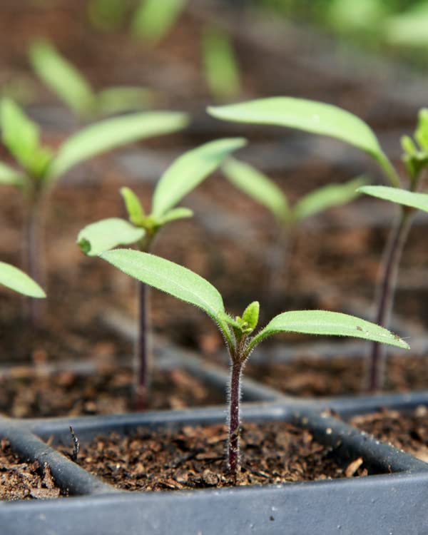 Mosser Lee SucSeed promotes moisture retention to support seedlings.