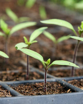Mosser Lee SucSeed promotes moisture retention to support seedlings.
