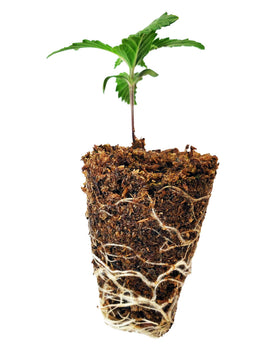 Mosser Lee SucSeed is a professional choice for seed starting.