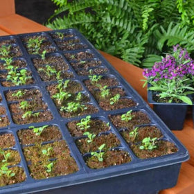 Mosser Lee SucSeed helps vegetables establish strong roots and growth.