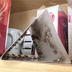 MothPrevention no odor trap blends with pantry surroundings.