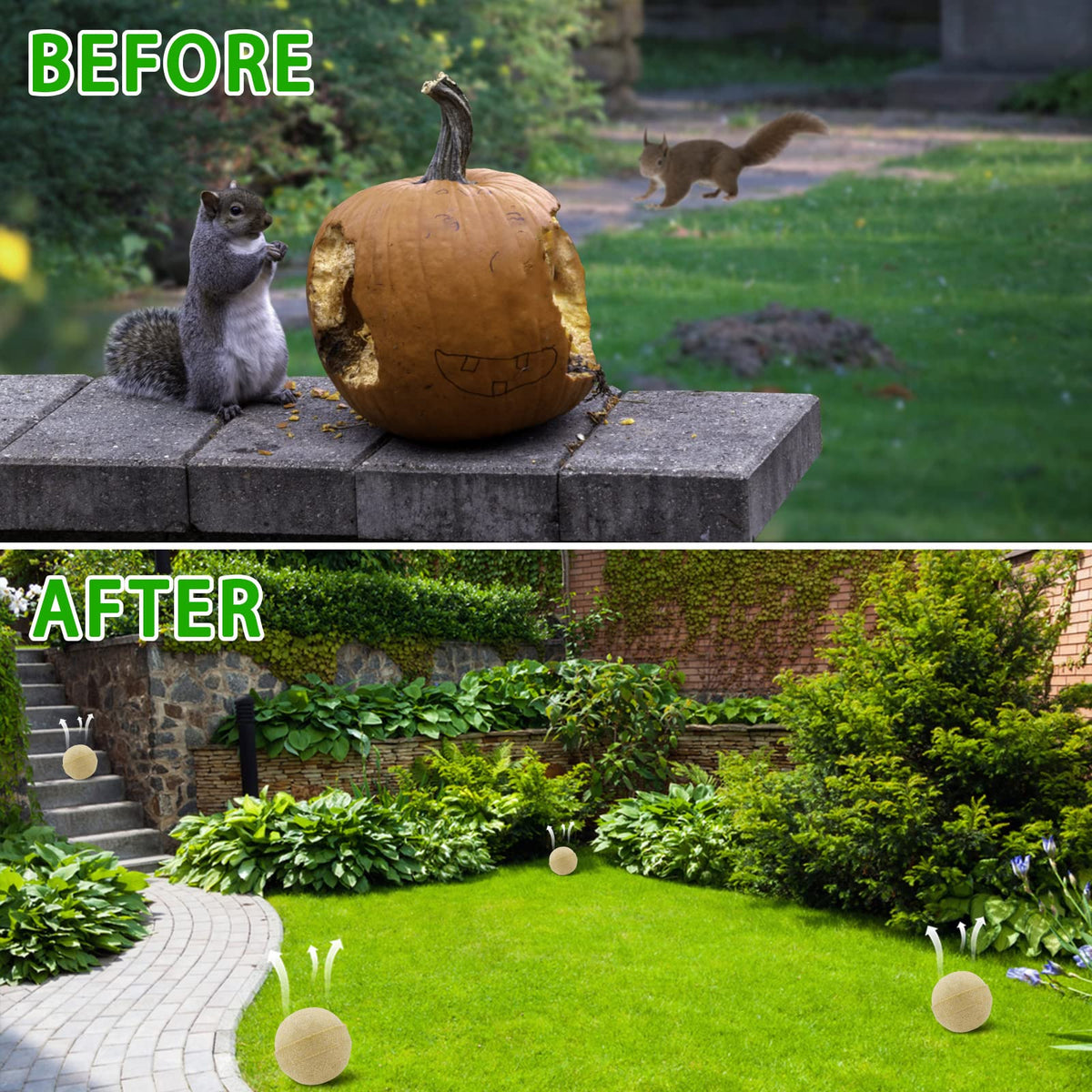 Motrapso outdoor deterrent 12 pack protects yard and plants from squirrels safely