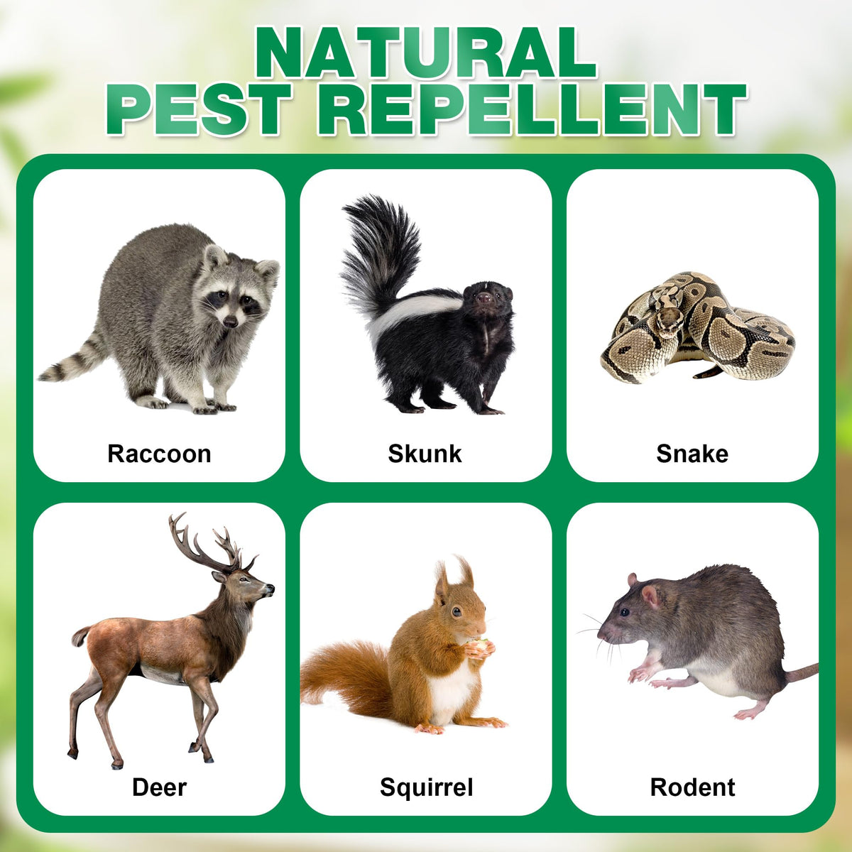 Motrapso peppermint skunk repellent protects garden beds naturally.