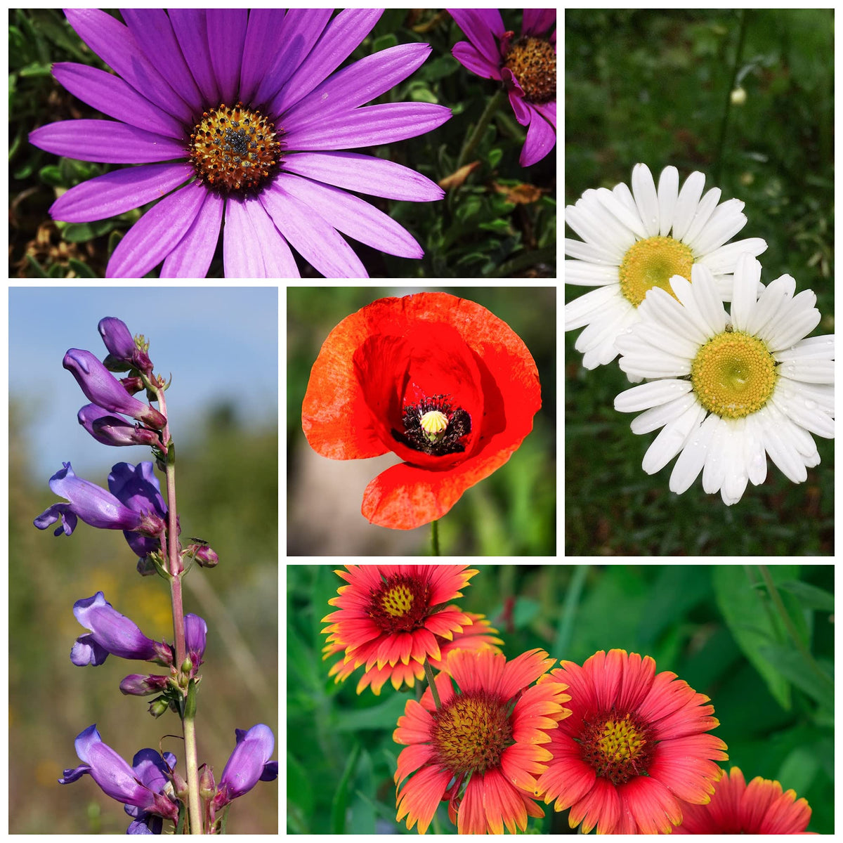 Bees attracted to Mountain Valley wildflowers supporting pollinators.