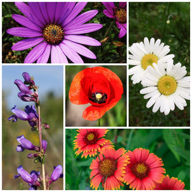 Bees attracted to Mountain Valley wildflowers supporting pollinators.